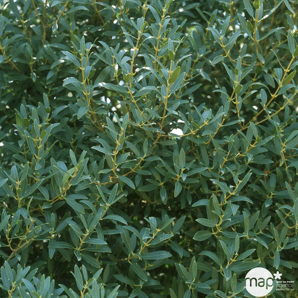 Phillyrea angustifolia: hauteur 80/100 cm conteneur 10 litres